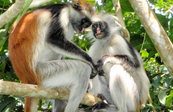 zoo safari zanzibar