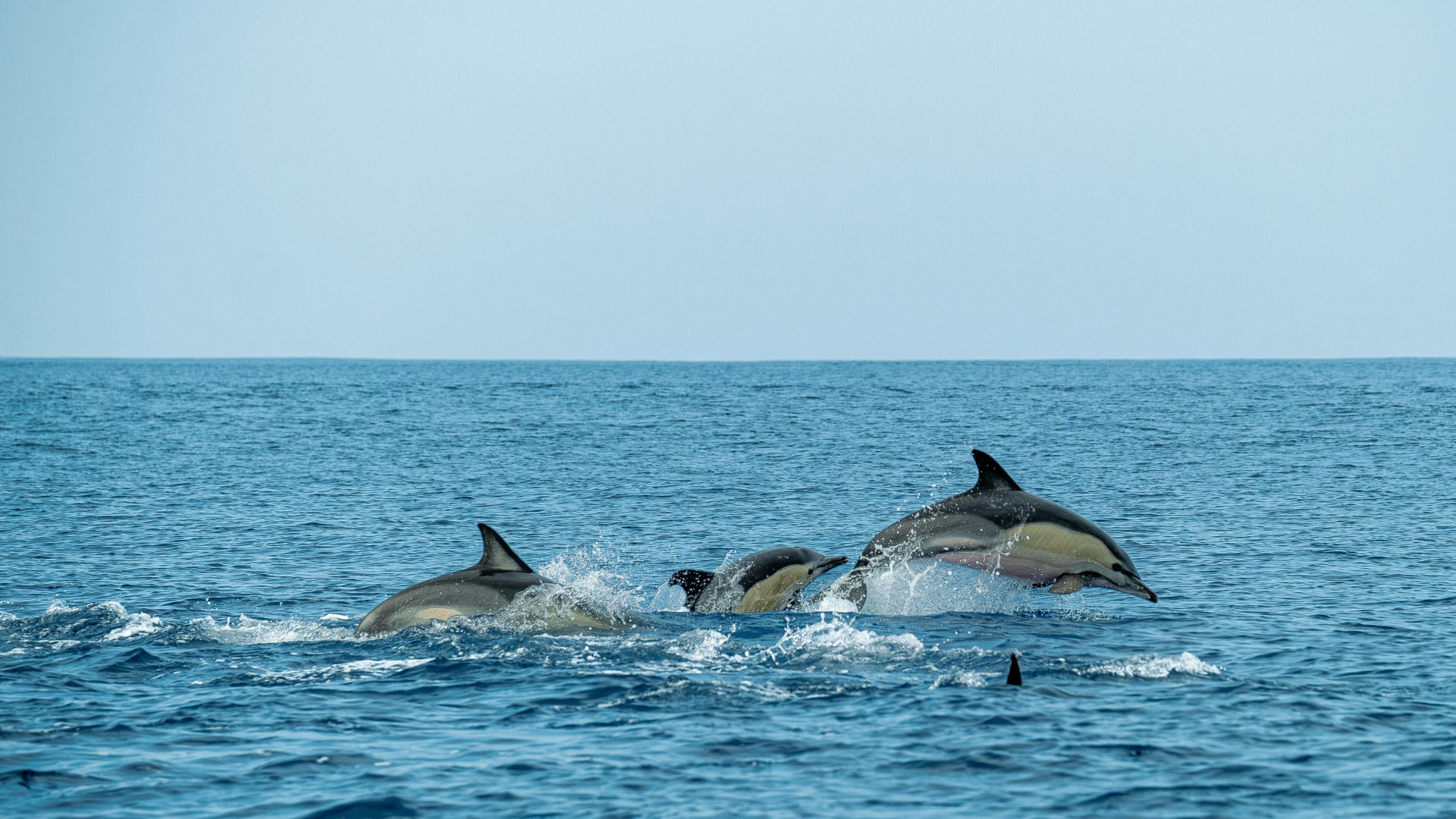 Dolphin Zanzibar