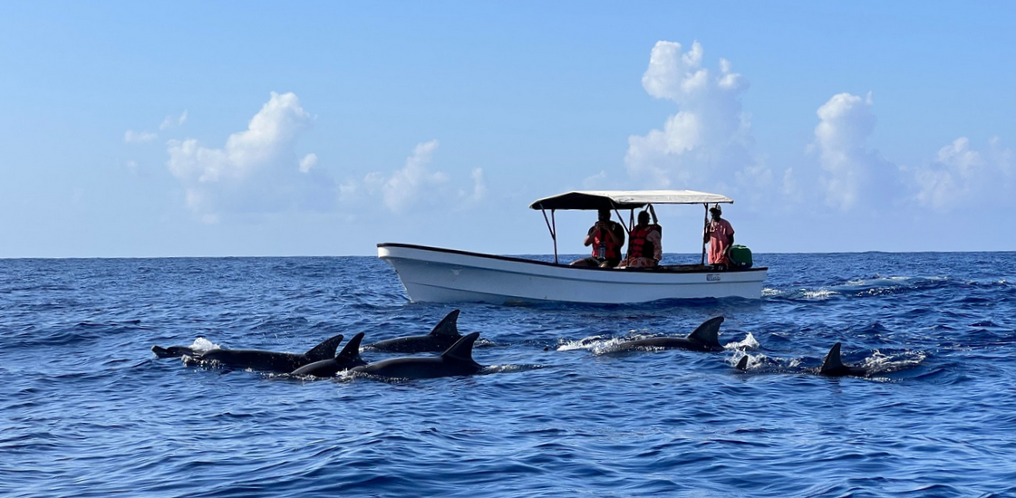 dolphin