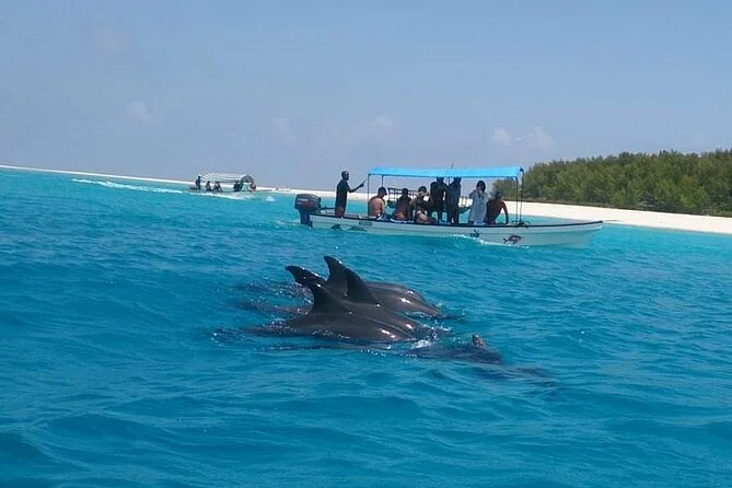 dolphine-tour-zanzibar_2_