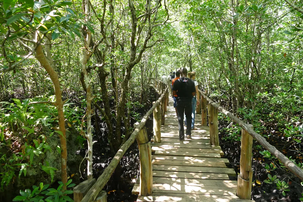 guide-in-jozani-forest-tour