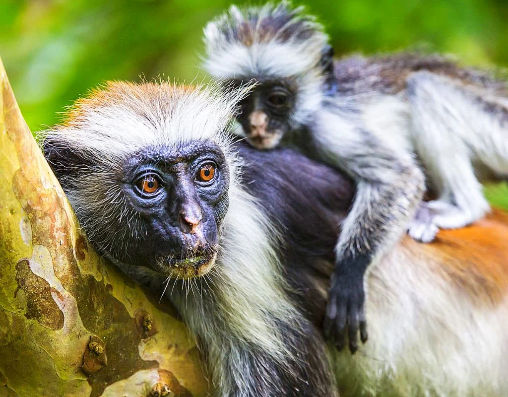 jozani-monkey-mom-baby