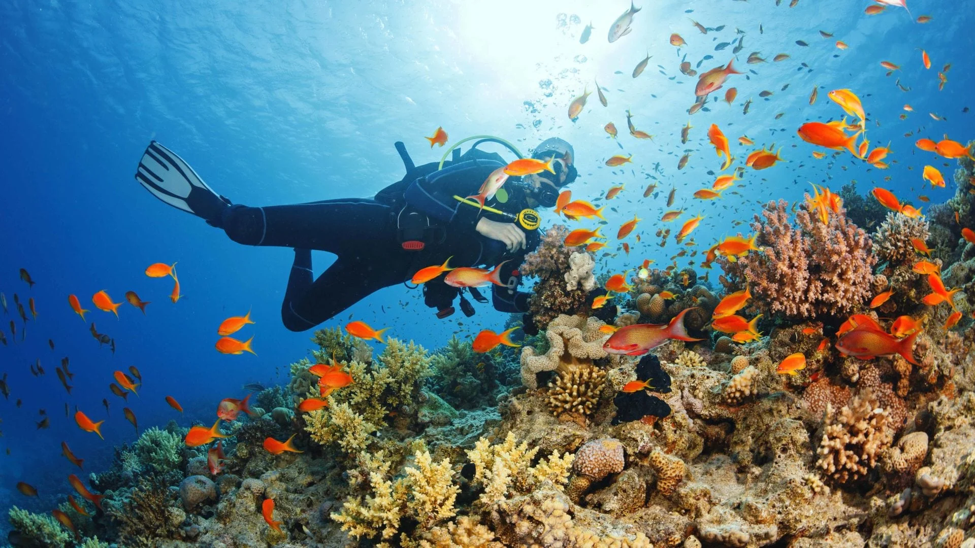 scuba diving 4