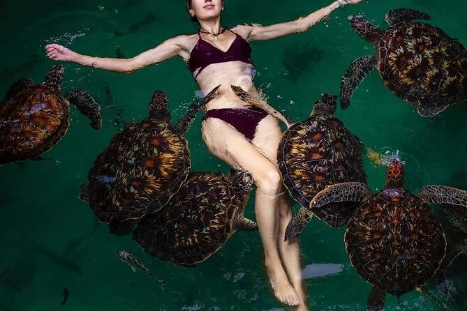 swim with turtles 2