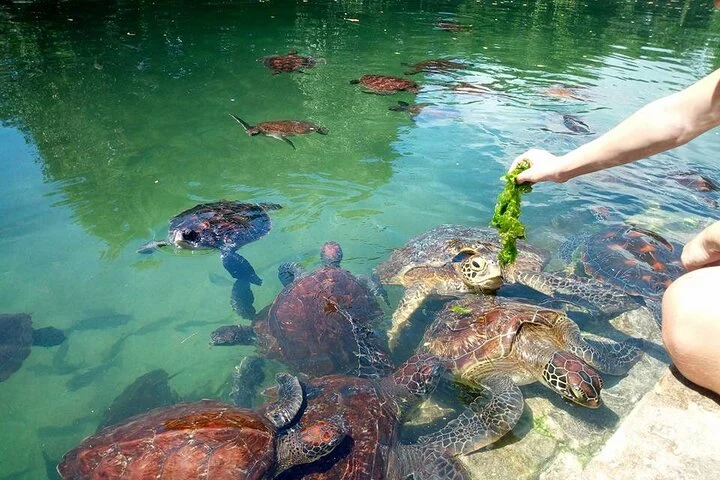 swim-with-turtles-ibrahim