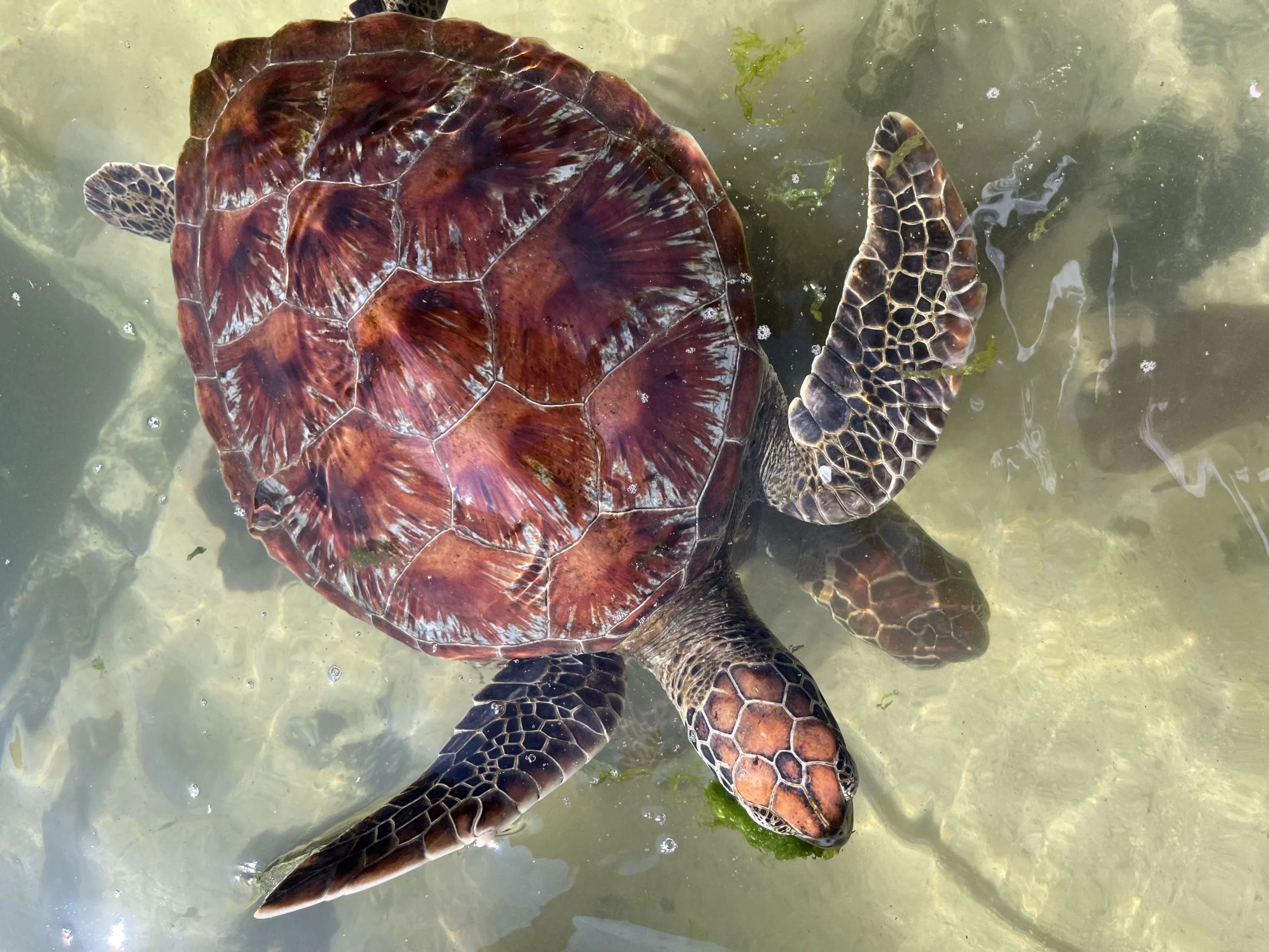 swimming with turtle 2