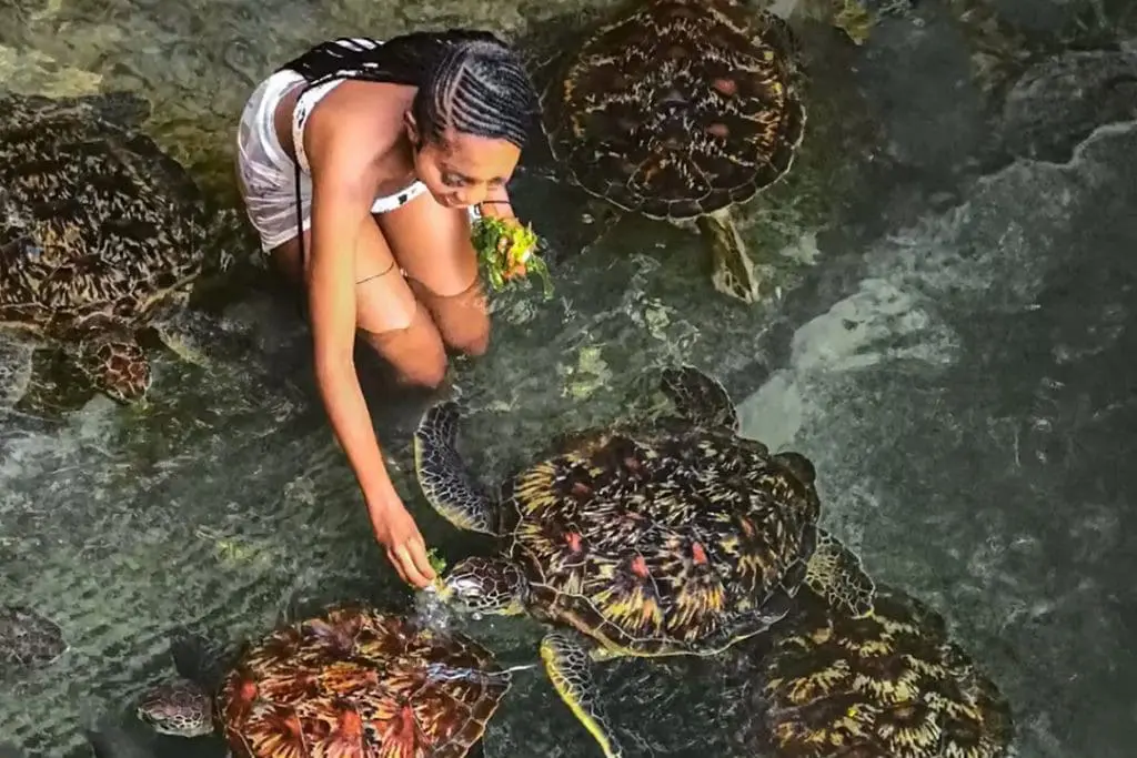 turtles