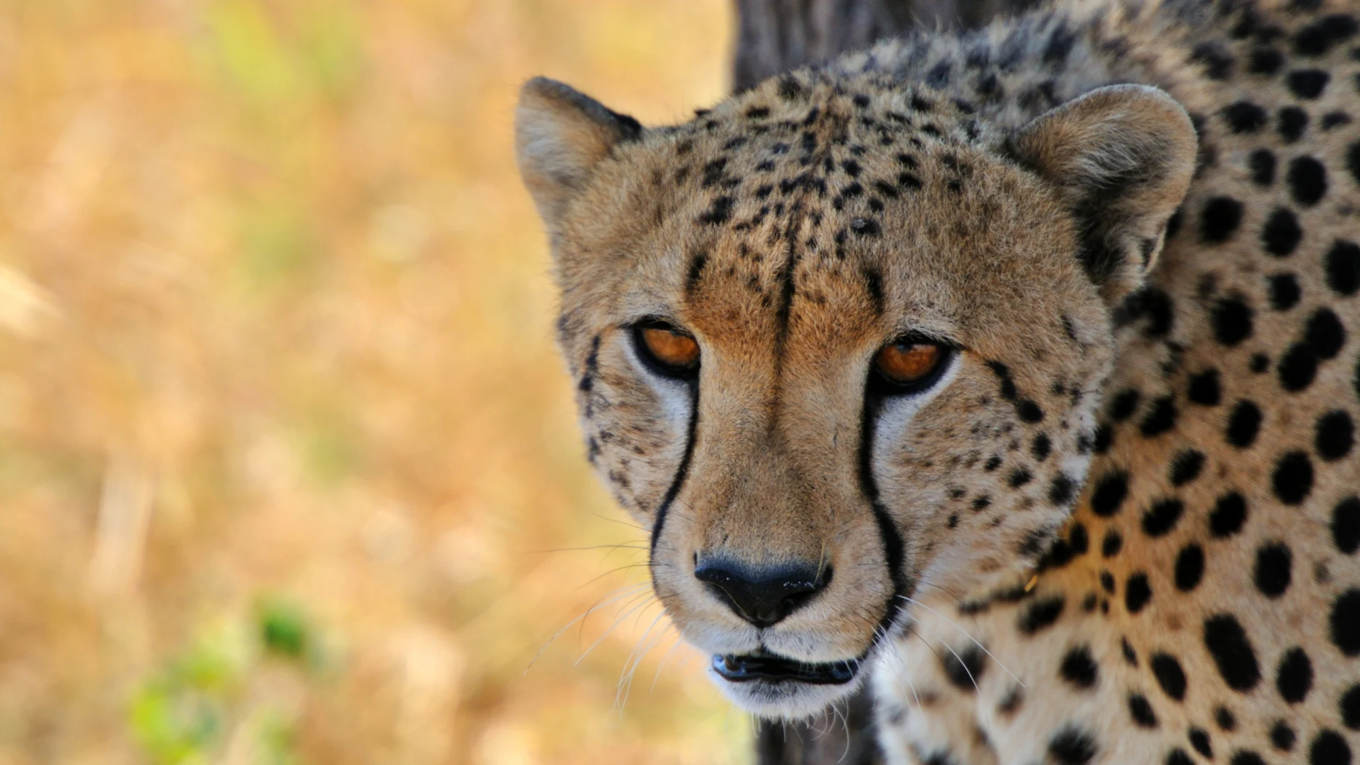 serengeti 2