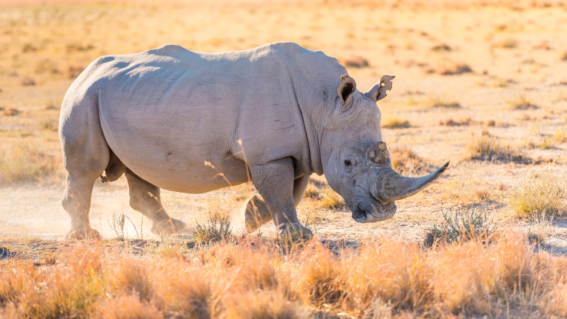 serengeti big five