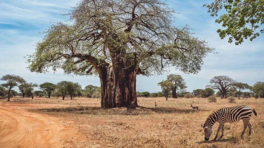 tarangire 3