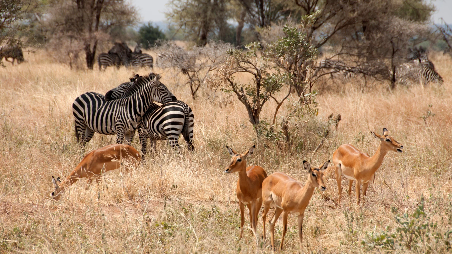 tarangire