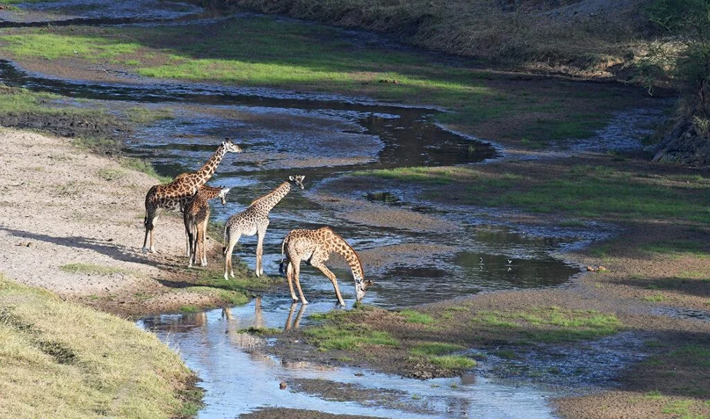 tarangire-and-ngorongoro-safari-tanzania-thumb-1024x605